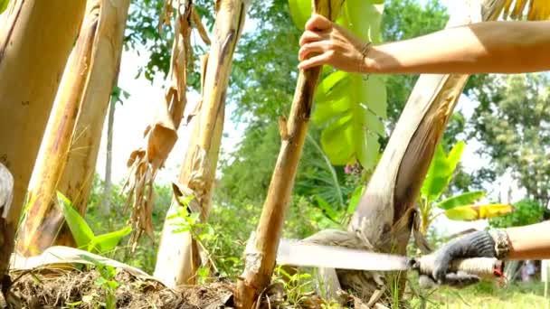 農家はナイフを使ってバナナの木を細かく切ります 動物の食べ物を作るために使われました — ストック動画
