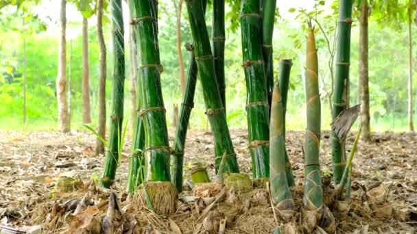 Agricultores Regando Plantas Bambú Zona Cultivo — Vídeo de stock