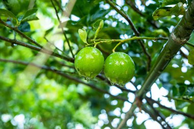 Ağaçtaki limonlar yağmurdan sonra su damlatıyor ya da bitkileri suluyor.