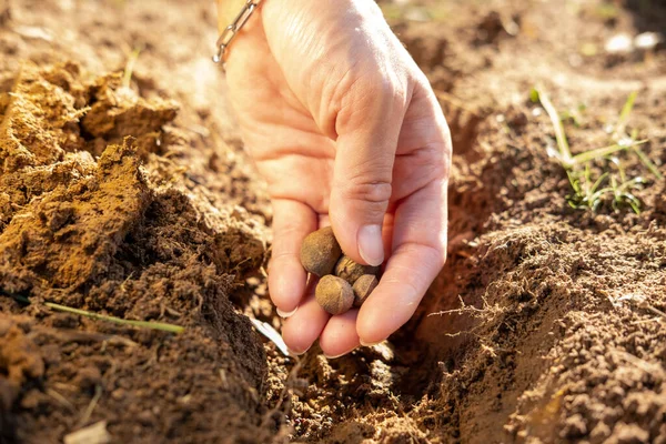 Farmer\'s hands plant seeds in the ground in the morning light
