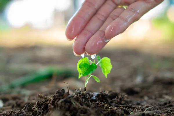 A farmer\'s hand is dripping water onto a young plant