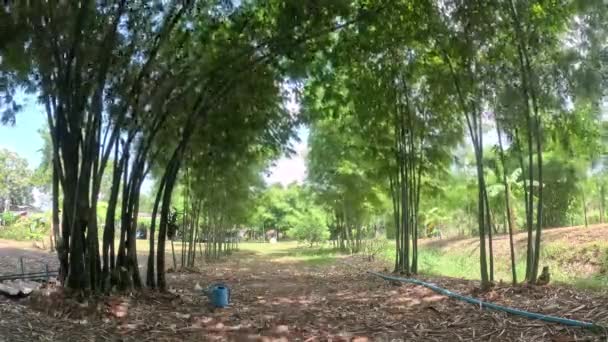 Zaman Aşımı Videosu Zaman Geçtikçe Bambu Bulutlarının Hareketi — Stok video