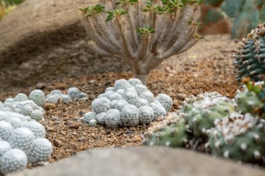 Kaktüs bahçesi çeşitli egzotik kaktüs koleksiyonları.