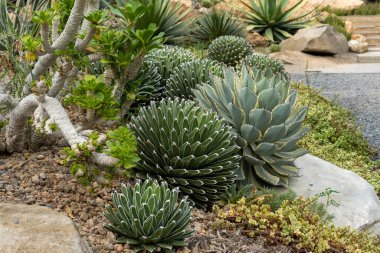 Kaktüs bahçesi çeşitli egzotik kaktüs koleksiyonları.