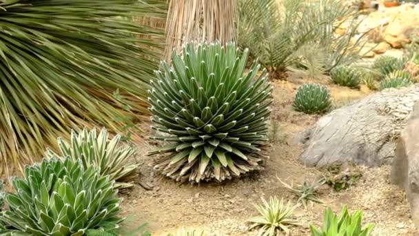 Kaktus Ogród Różne Rodzaje Piękne Kaktusy Egzotyczne Kaktusy Kolekcji — Wideo stockowe