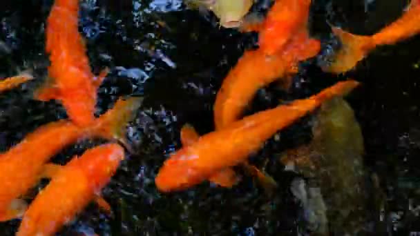 Veel Kleurrijke Koi Vissen Zwemmen Vijver — Stockvideo