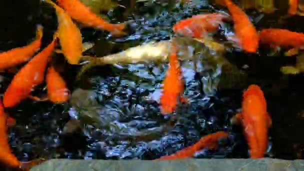 Muchos Peces Koi Coloridos Nadan Estanque — Vídeos de Stock