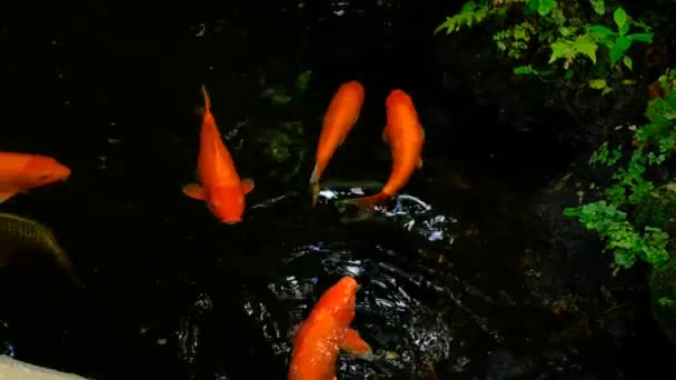 Many Colorful Koi Fish Swim Pond — Stock Video