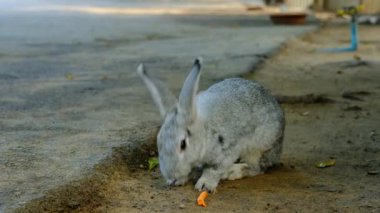 Dışarıda havuç yiyen gri tavşan.