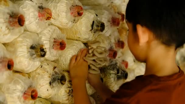 Kleiner Asiatischer Junge Hat Spaß Beim Pilzsammeln Der Pilzfabrik — Stockvideo