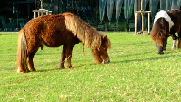 茶色矮星馬が屋外で放牧されている — ストック動画