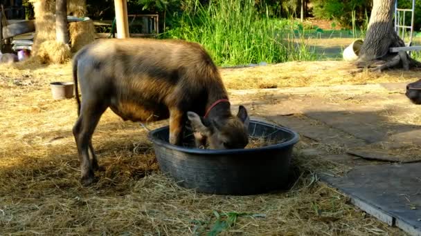 Asian Buffalo Eating Food Basket — Stock Video