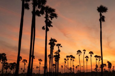 Güneşin doğuşuyla sabah şeker palmiyeleri.