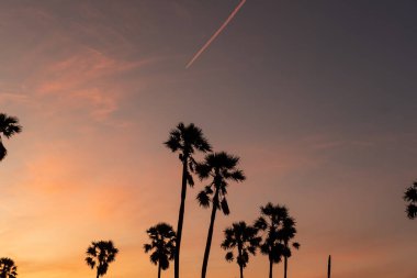 Güneşin doğuşuyla sabah şeker palmiyeleri.