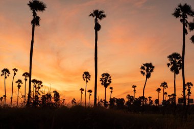 Güneşin doğuşuyla sabah şeker palmiyeleri.