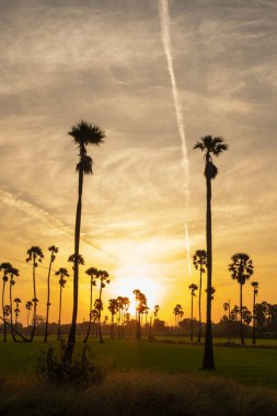Güneşin doğuşuyla sabah şeker palmiyeleri.
