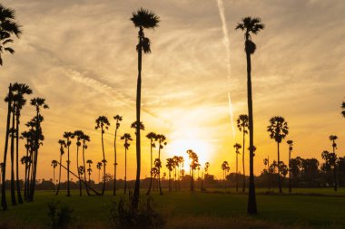 Güneşin doğuşuyla sabah şeker palmiyeleri.