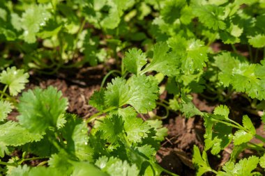 Kişniş ekimi sağlıklı gıda bakımı konsepti
