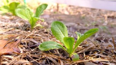 Su damlacıkları salata bitkilerinin yapraklarına püskürtülür..
