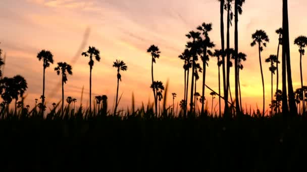 Güneşin Doğuşu Çeltik Tarlasında Şeker Palmiyeleri Olan Bir Manzara — Stok video