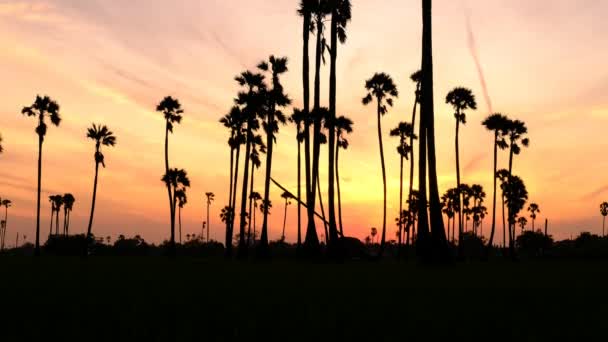 Схід Сонця Пейзаж Цукровими Пальмами Майданчику Вранці — стокове відео