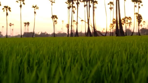 Ландшафт Восхода Солнца Сахарными Пальмами Рисовом Поле Утром — стоковое видео
