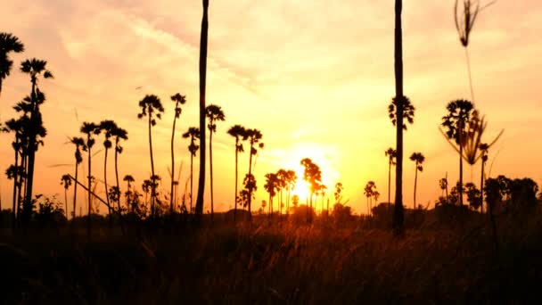 早上稻田上有糖棕榈树的日出景观 — 图库视频影像