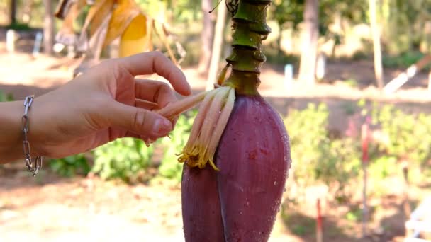 Las Manos Mujer Pelando Flores Plátano Jardín — Vídeos de Stock