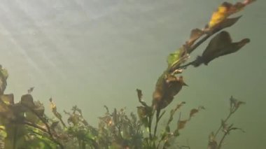 Su altı kaydı. Su yosunları ve su bitkileri, kayalar ve kumlar su altında ve ışık onlara çarpıyor..