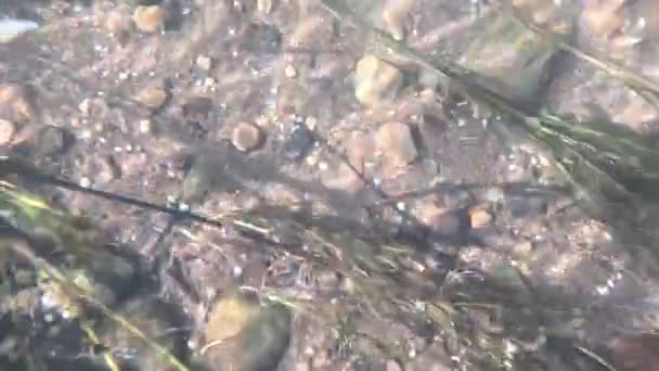 水中録音 藻類や水生植物 岩石や砂の水中と光がそれらを打つ — ストック動画