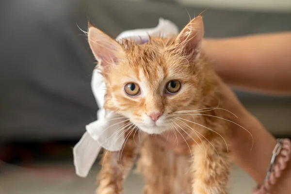 Tangan Wanita Memberikan Mandi Kering Untuk Kucing Oranye Rumah — Stok Foto