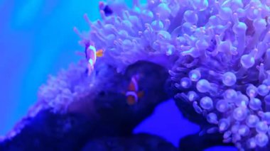 Su bitkileri ve kayalarla düzenlenmiş bir deniz akvaryumunda Nemo balığı sürüsü..