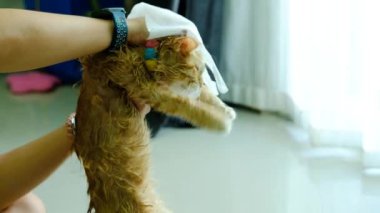 Bir kadının eli evdeki portakal kedisine kuru banyo yaptırıyor..