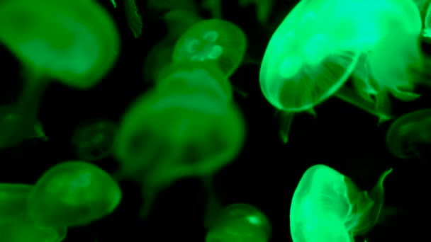 Quallen Leuchten Grün Auf Schwarzem Hintergrund — Stockvideo
