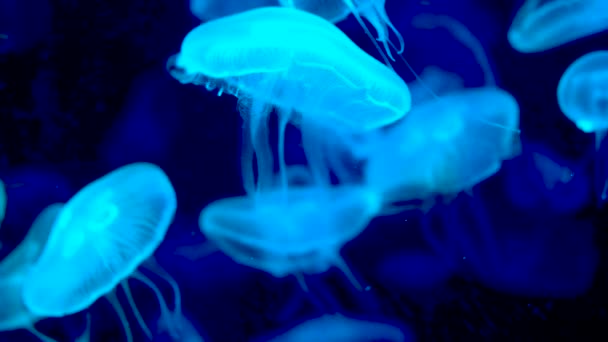 Medúzy Zářící Modrá Tmavomodrém Pozadí — Stock video