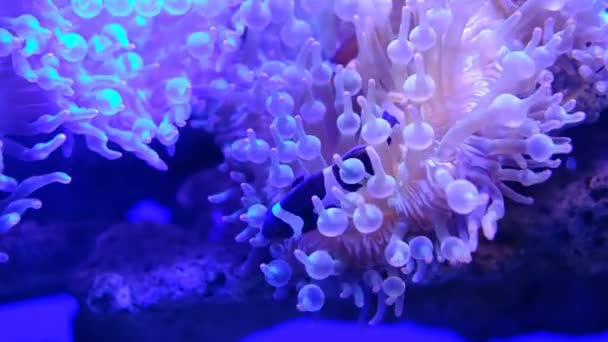 Scuola Nemo Pesce Acquario Marino Organizzato Con Piante Acquatiche Rocce — Video Stock