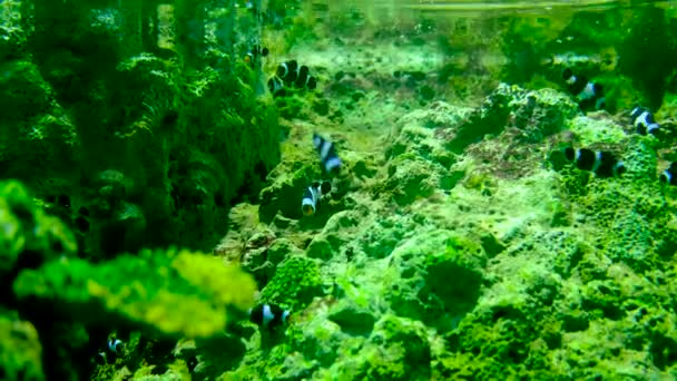 Scuola Nemo Pesce Acquario Marino Organizzato Con Piante Acquatiche Rocce — Video Stock
