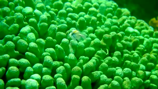 물고기 탱크에서 물고기 — 비디오
