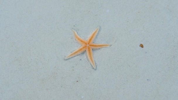 海滩上的海星 清澈的水 — 图库视频影像