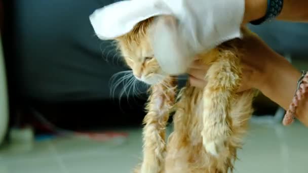 Mano Mujer Dando Baño Seco Gato Naranja Casa — Vídeo de stock