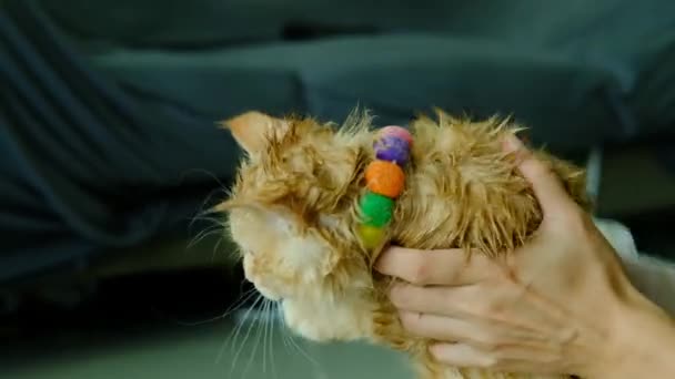 Bir Kadının Eli Evdeki Portakal Kedisine Kuru Banyo Yaptırıyor — Stok video