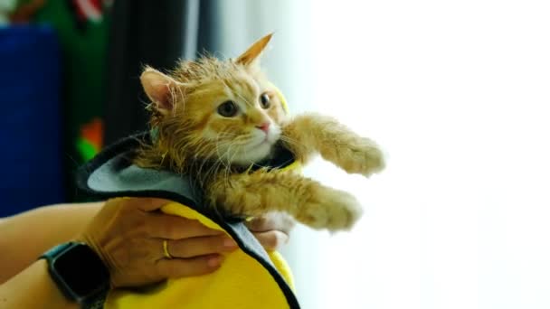 Mano Mujer Dando Baño Seco Gato Naranja Casa — Vídeos de Stock