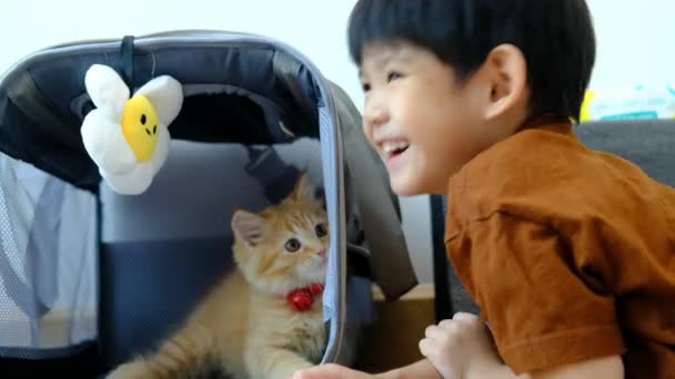 Liten Asiatisk Pojke Sitter Och Tittar Kärleksfullt Orange Kattunge — Stockvideo