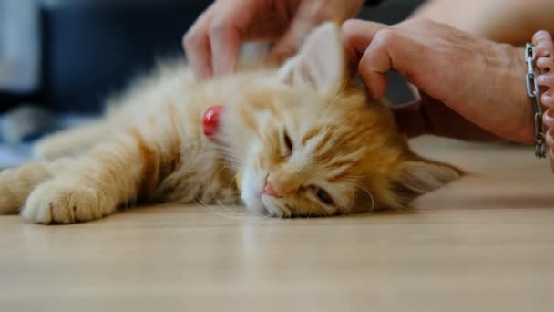 Tatlı Turuncu Kedi Yavrusu Yatakta Uzanıyor — Stok video