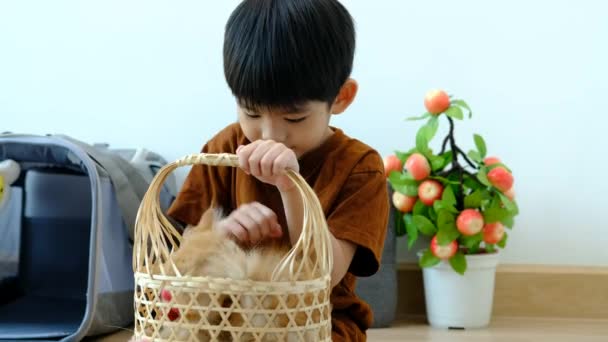 Egy Kis Ázsiai Fiú Szeretettel Tart Egy Narancssárga Cicát — Stock videók