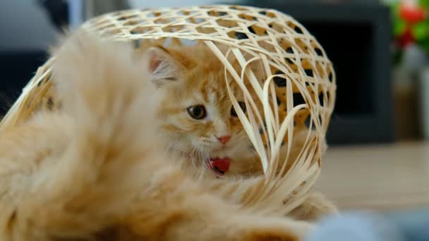 Tatlı Bir Turuncu Kedi Yavrusu Bambu Sepetinde Dinleniyor — Stok video