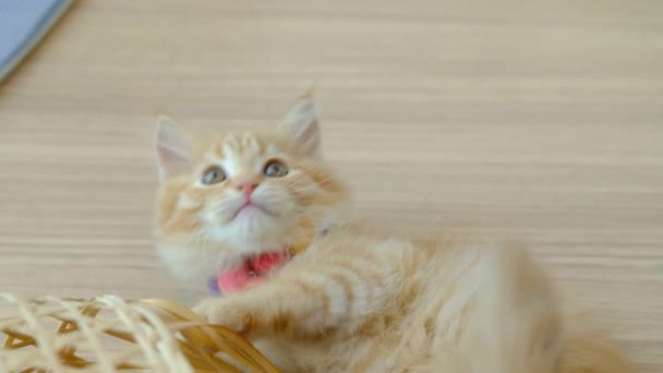 Tatlı Bir Turuncu Kedi Yavrusu Yerde Oyuncakla Oynuyor — Stok video