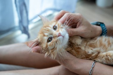 Turuncu bir kedi yavrusuyla oynayan kadın eller