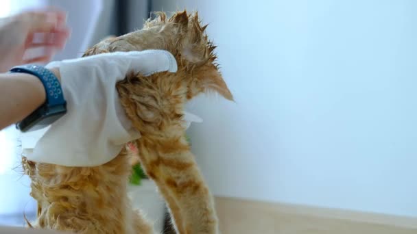 Mano Mujer Dando Baño Seco Gato Naranja Casa — Vídeos de Stock