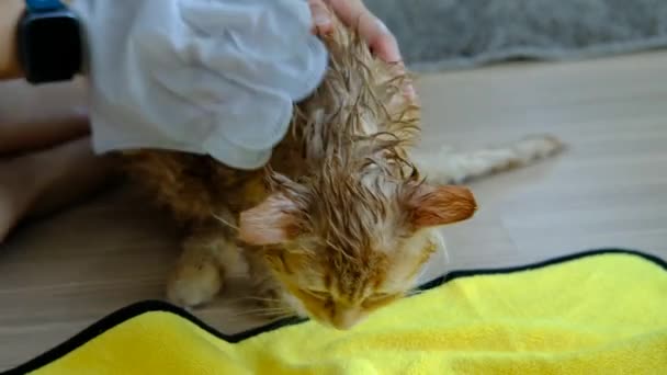 女人的手在屋里给一只橙色的猫洗了个干澡盆 — 图库视频影像